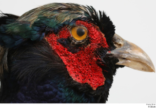 Pheasant  2 head 0018.jpg